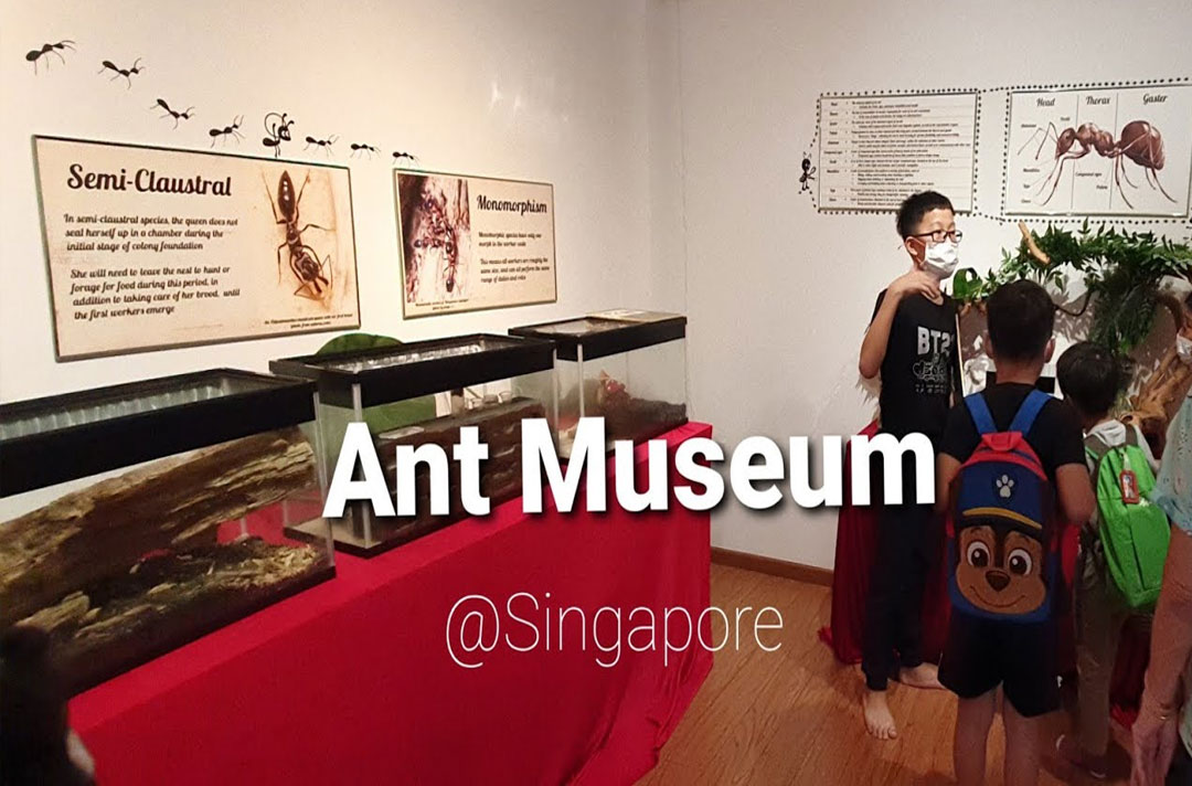 About 11 mins drive from Myra Condo to The Singapore Ants Museum